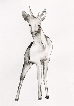 Capreolus – Hermann Zsófia