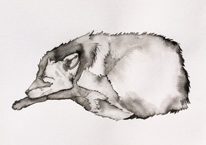 Vulpes – Hermann Zsófia