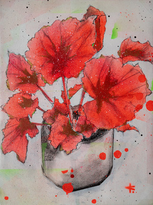 királybegónia / begonia rex – Földi Viktor